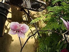 402 Longwood Gardens [2008 August 23]